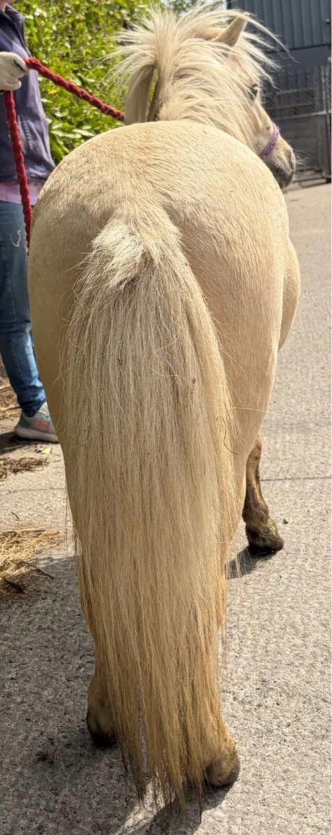 Palomino pony 34’’ high - Image 4