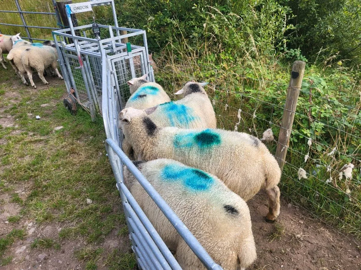 Ram & ewe lambs - Image 4