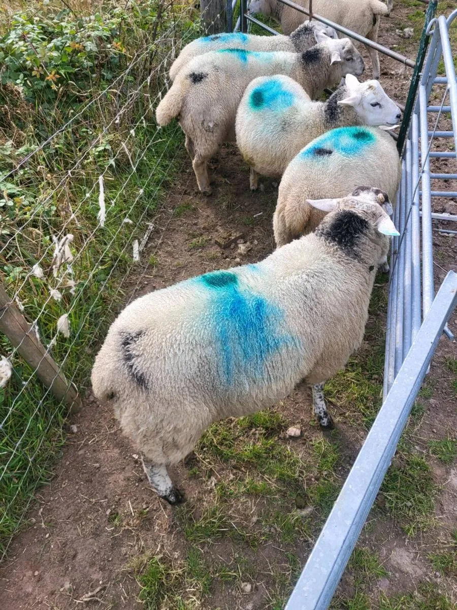 Ram & ewe lambs - Image 1