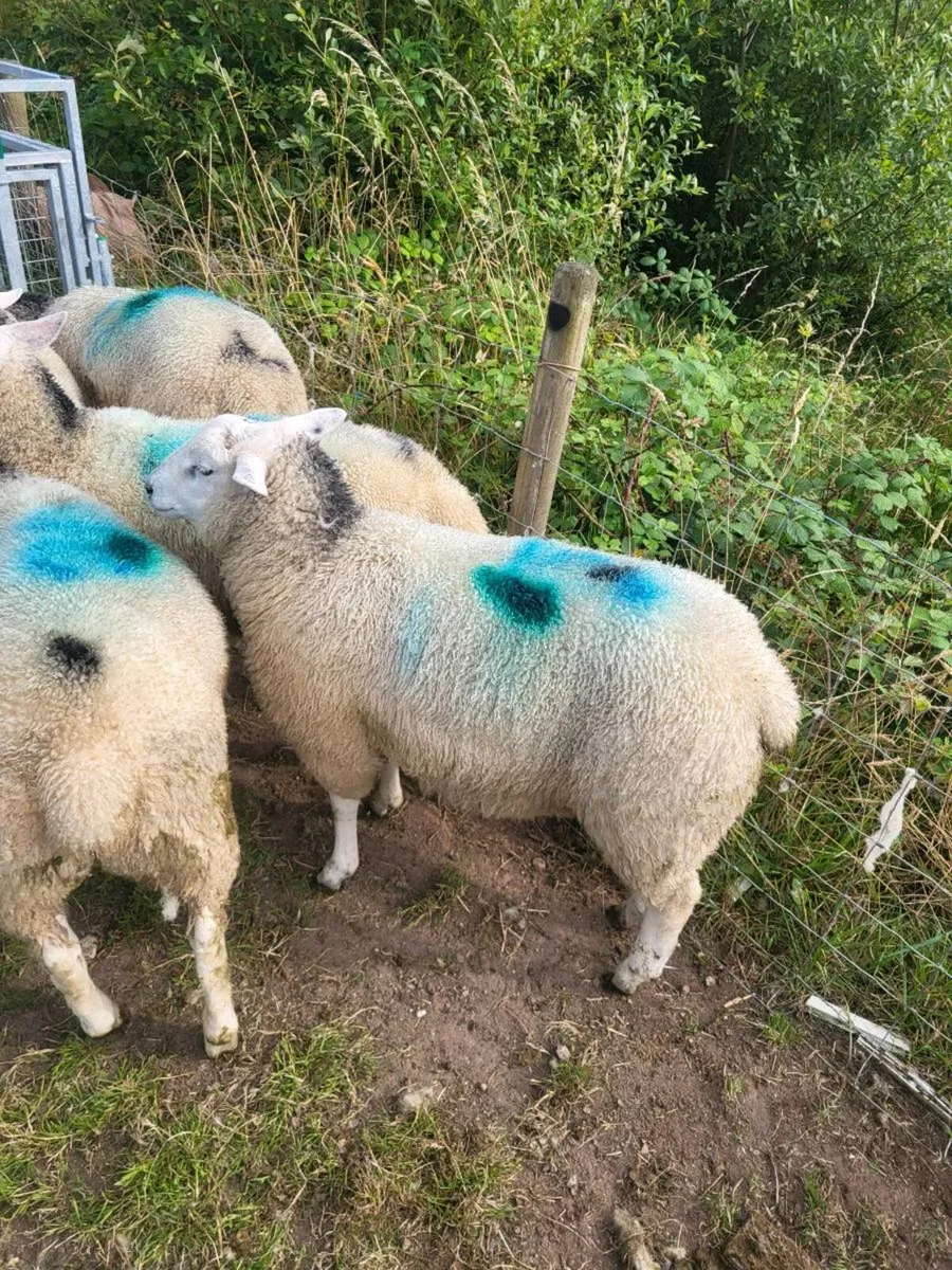 Ram & ewe lambs - Image 2