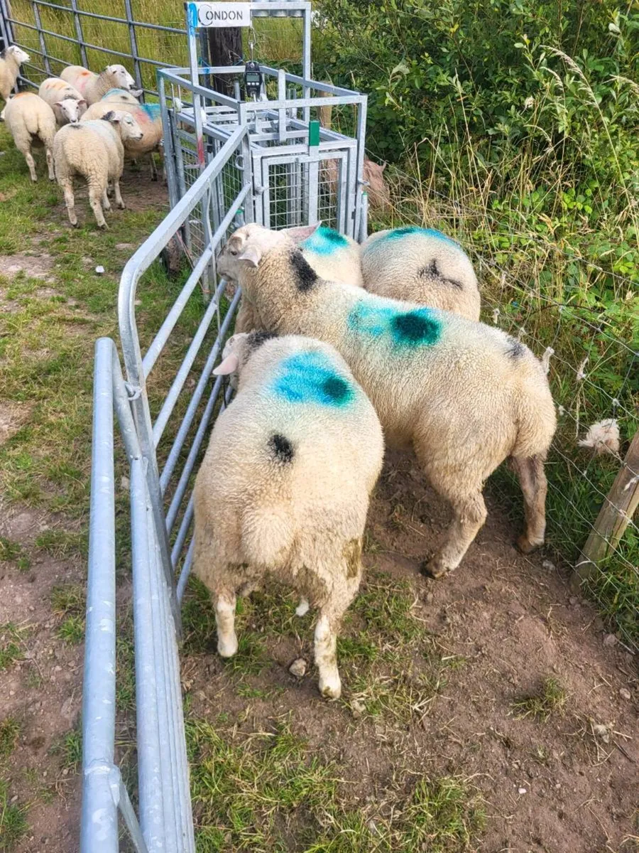Ram & ewe lambs - Image 3