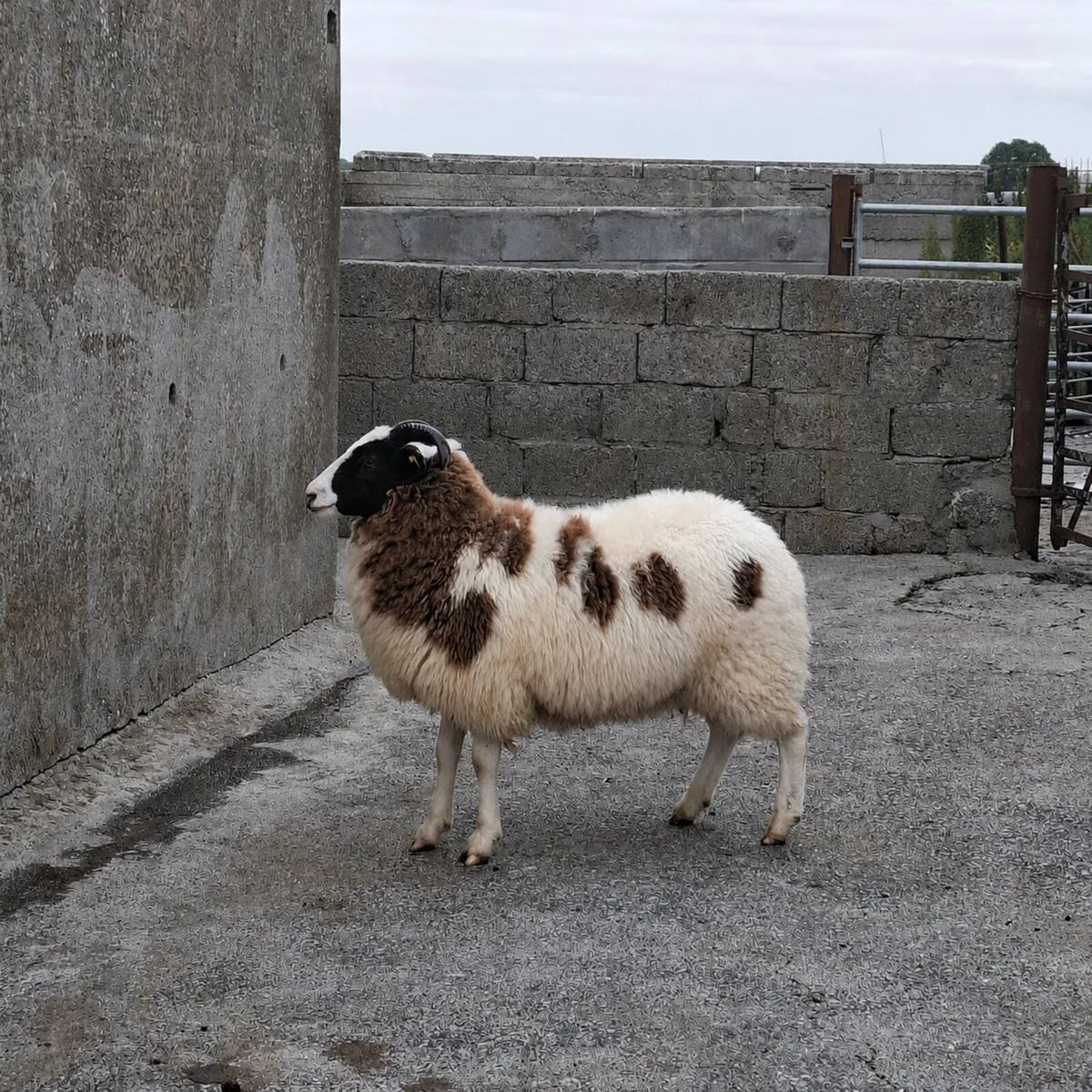 Jacob Ewe Lambs - Image 2