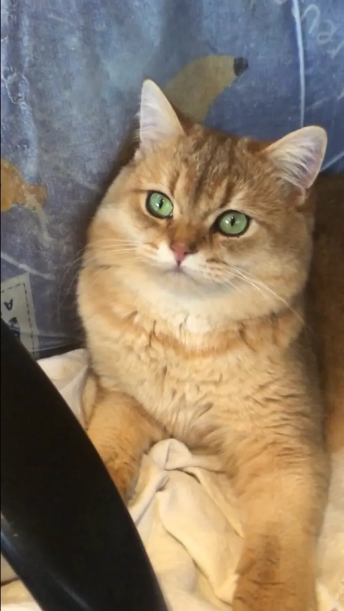 Cat - Image 1
