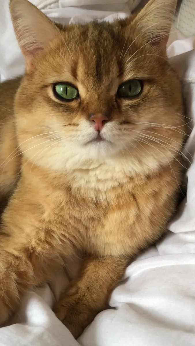 GOLD BRITISH SHORTHAIR - Image 2