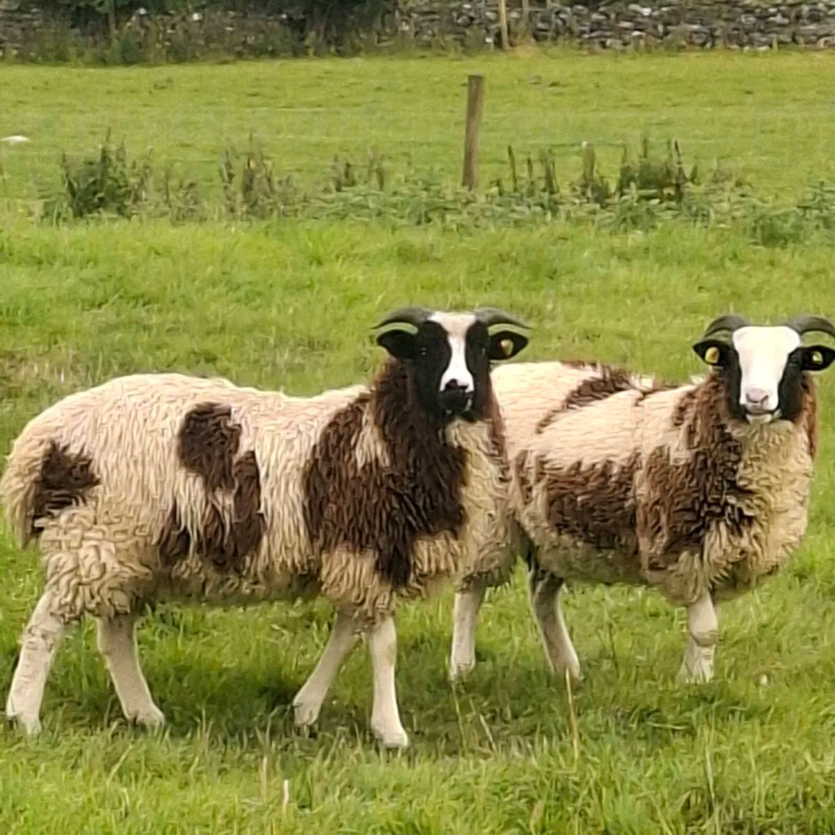Jacob Ewe Lambs - Image 1