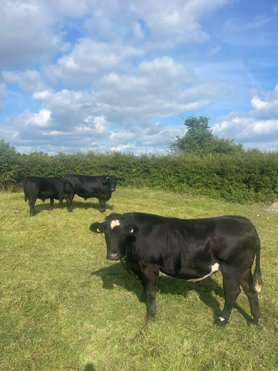 10 Store Bullocks Granard Mart - Image 2
