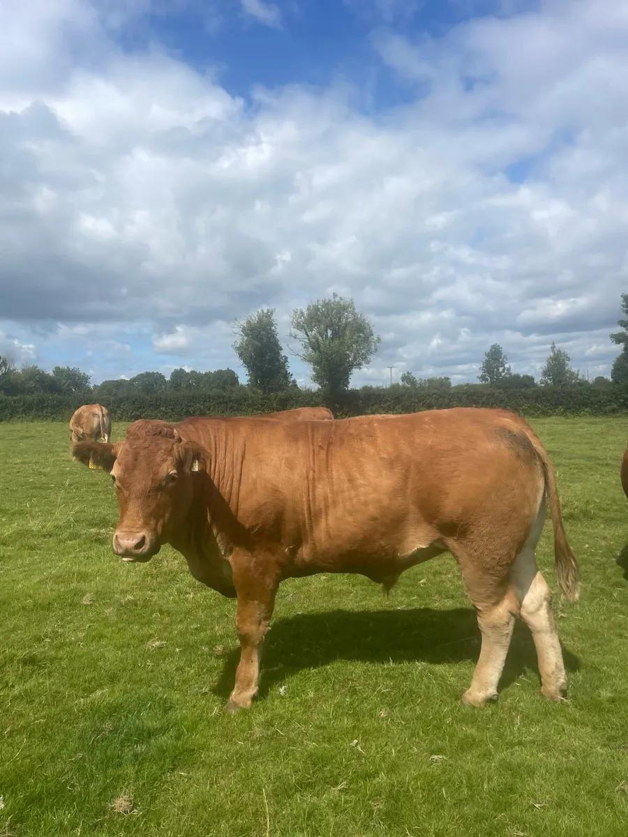 10 Store Bullocks Granard Mart - Image 1