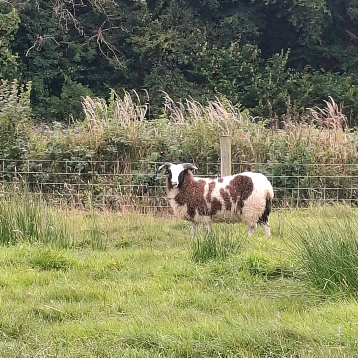 Jacob Ewe Lambs - Image 3