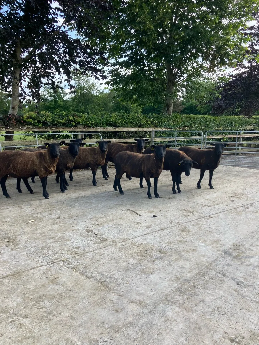 8 black Hoggets - Image 1