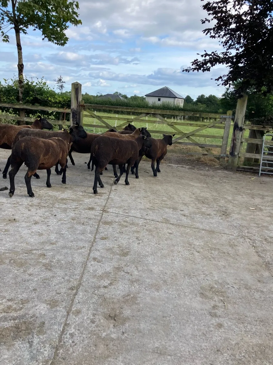 8 black Hoggets - Image 2