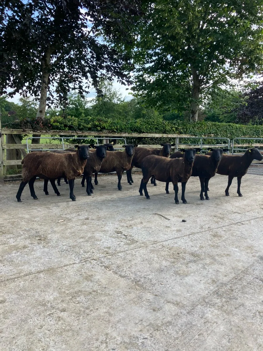 8 black Hoggets - Image 3