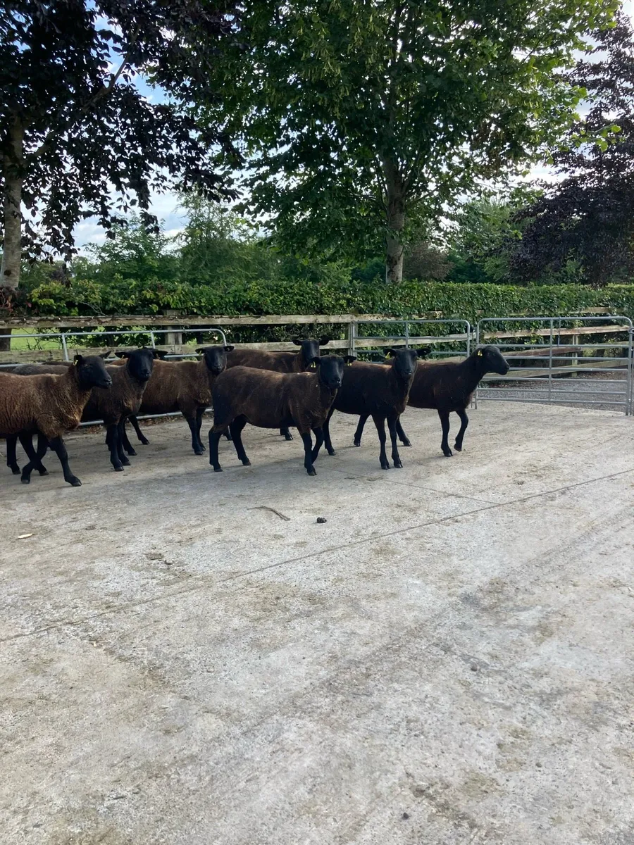 8 black Hoggets - Image 4
