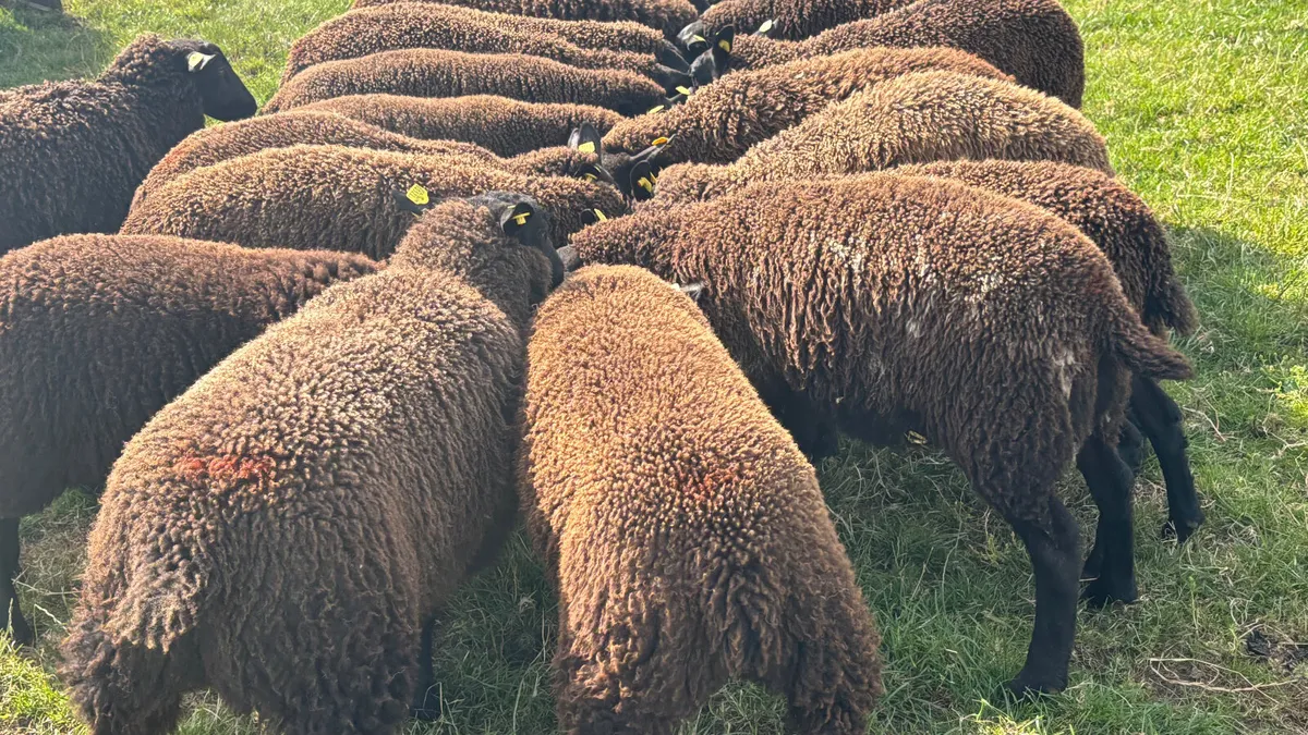 20 Spotted Dutch X Ewe Lambs - Image 3