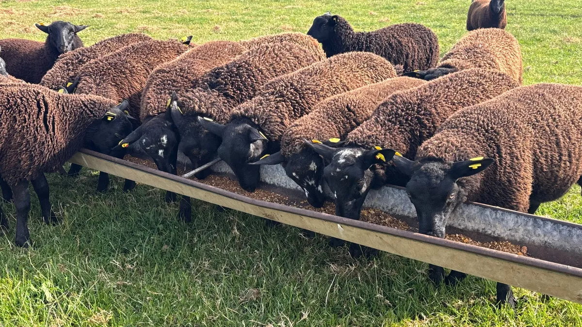 20 Spotted Dutch X Ewe Lambs - Image 1
