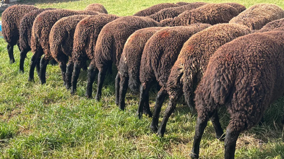 20 Spotted Dutch X Ewe Lambs - Image 4