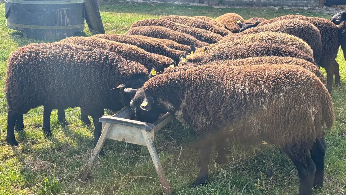 20 Spotted Dutch X Ewe Lambs - Image 2