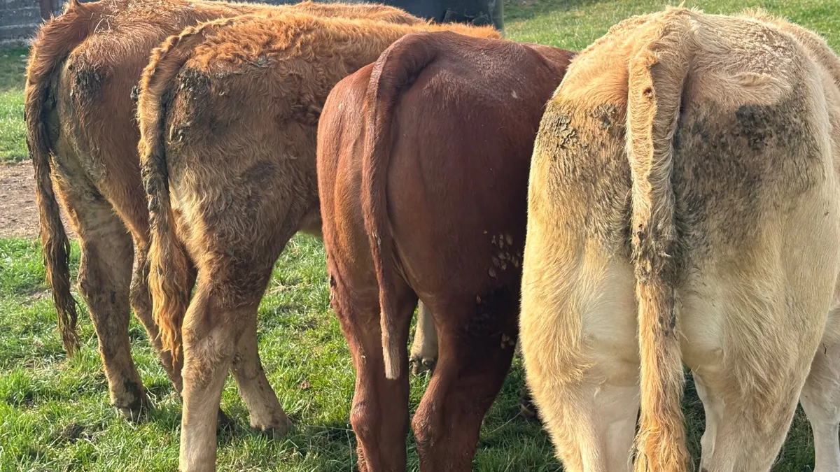6 Quality Continental Heifers - Image 2