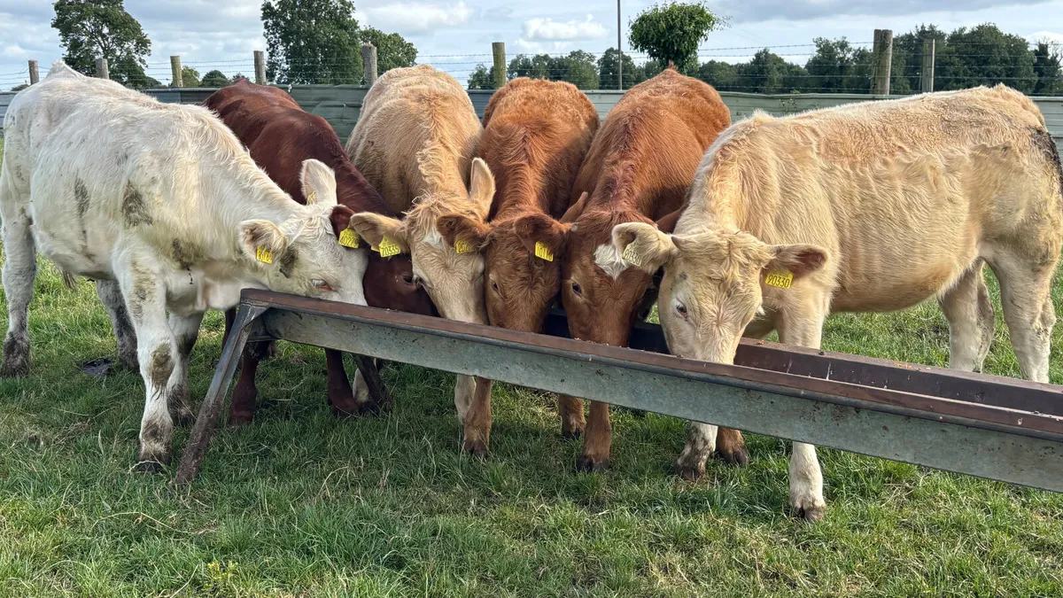 6 Quality Continental Heifers - Image 1