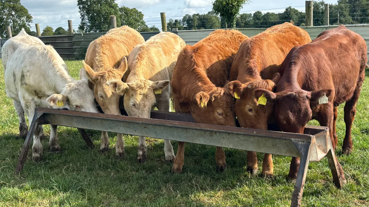 6 Quality Continental Heifers - Image 3