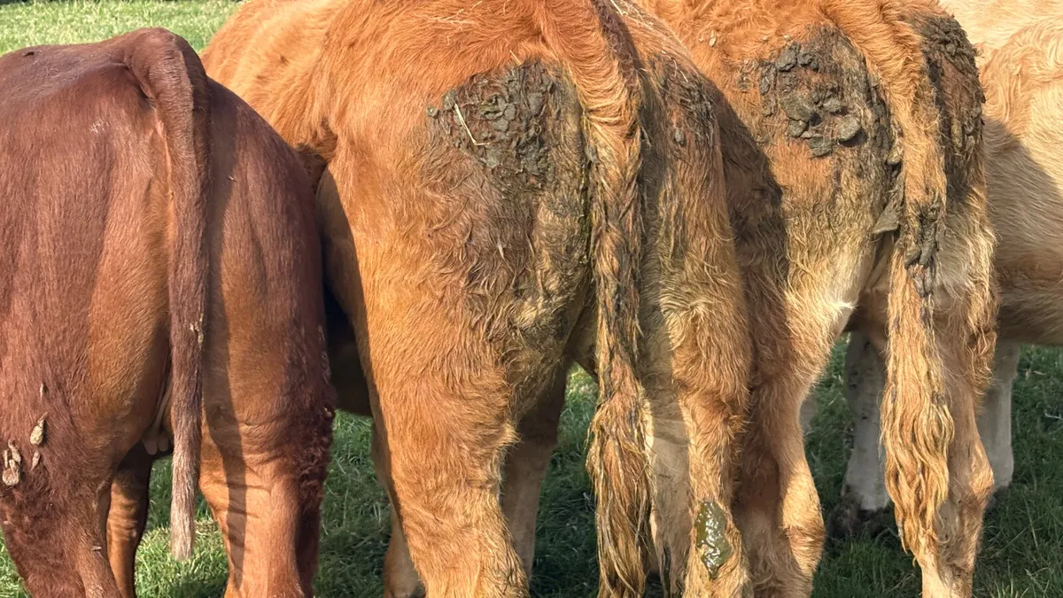 6 Quality Continental Heifers - Image 4