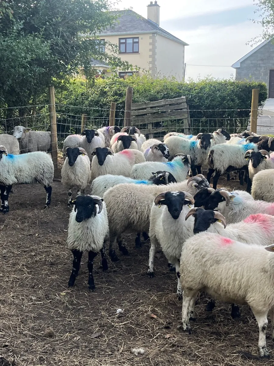 80 super cross bred ram lambs - Image 2