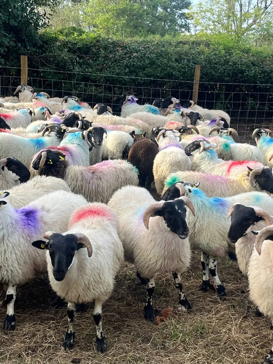 80 super cross bred ram lambs - Image 3