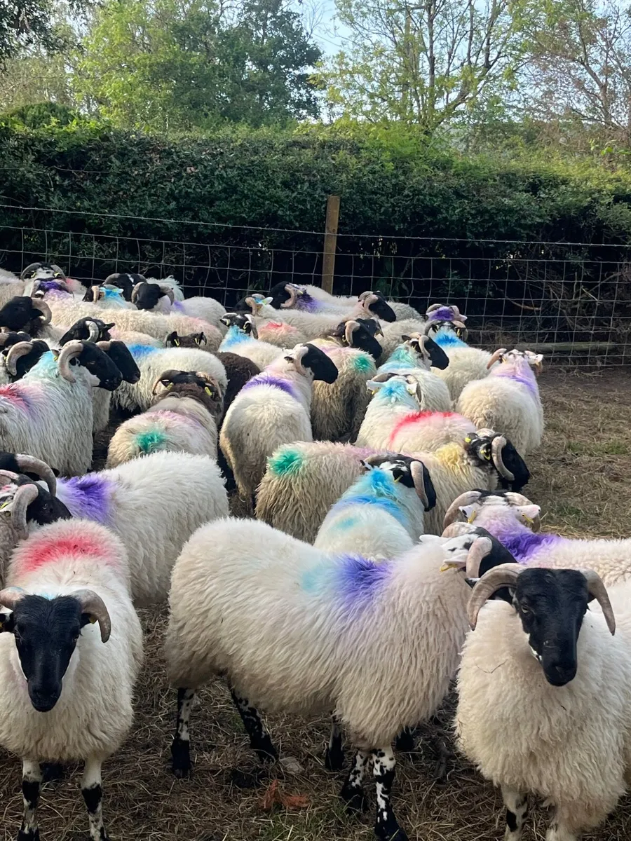 80 super cross bred ram lambs - Image 4