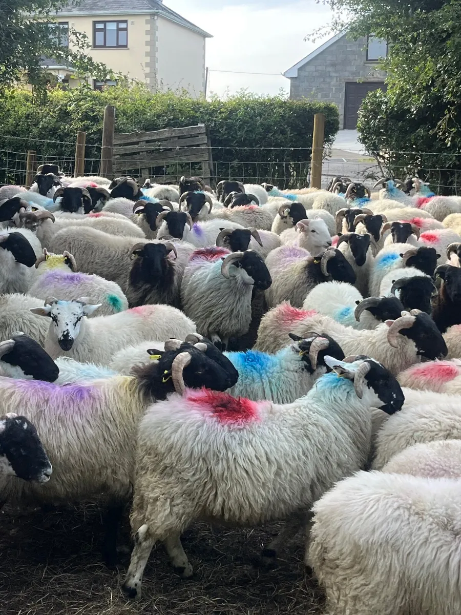 80 super cross bred ram lambs - Image 1