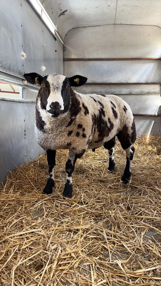 Pedigree Dutch Spotted Ram Lamb - Image 1