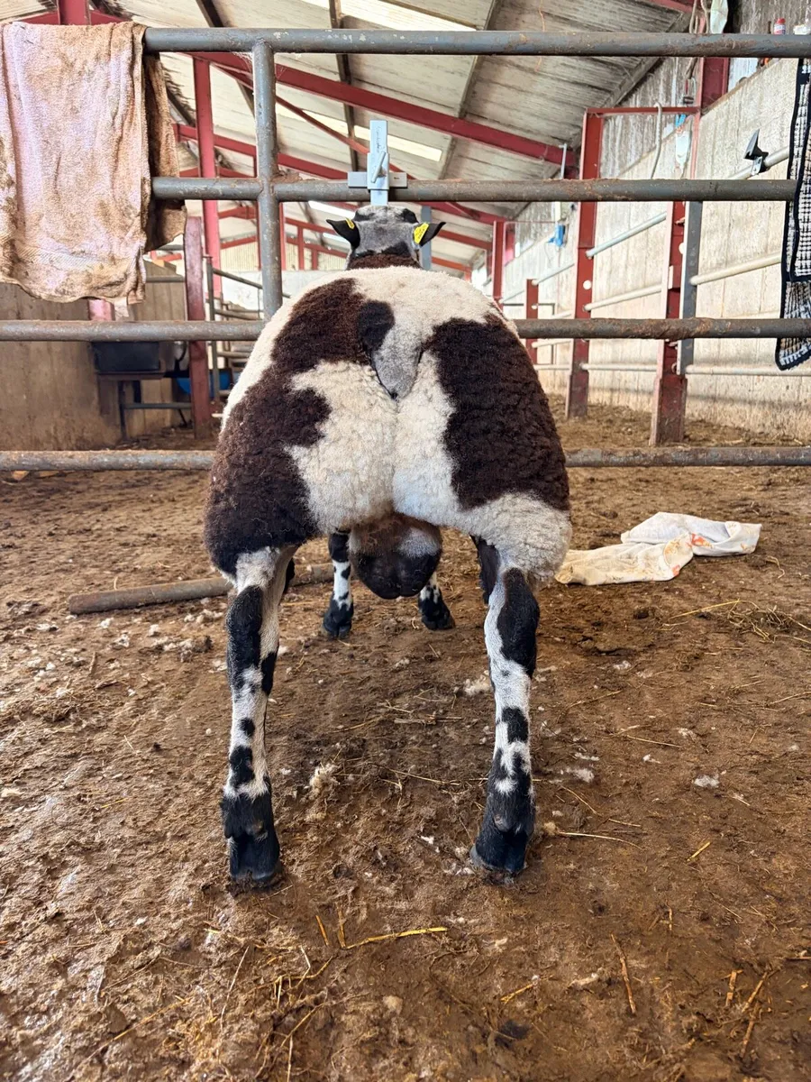 Pedigree Dutch Spotted Ram Lamb - Image 2