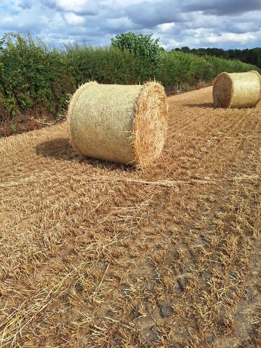 Spring barely Straw - Image 1