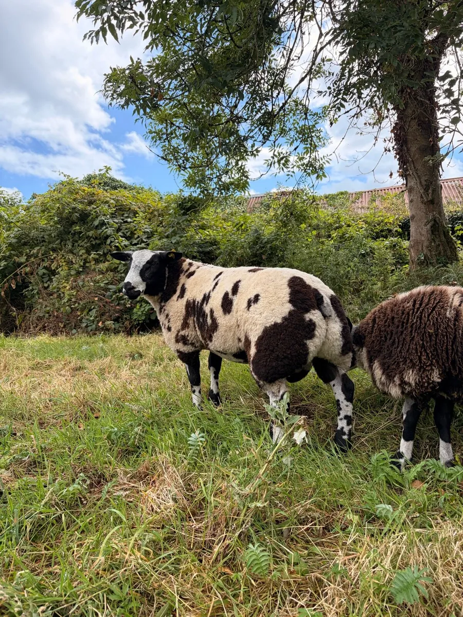 Pedigree Dutch Spotted Ram Lamb - Image 3