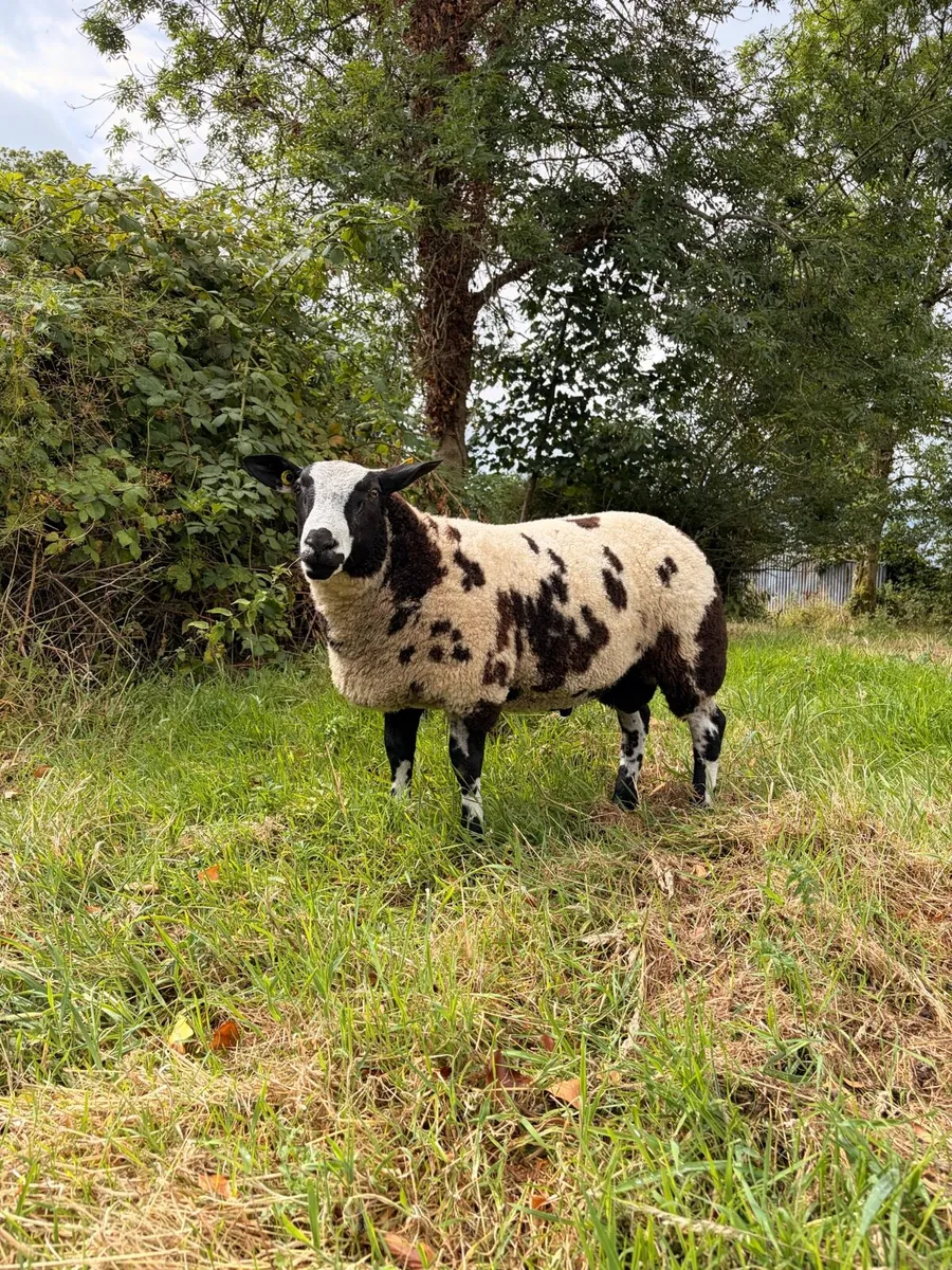 Pedigree Dutch Spotted Ram Lamb - Image 4