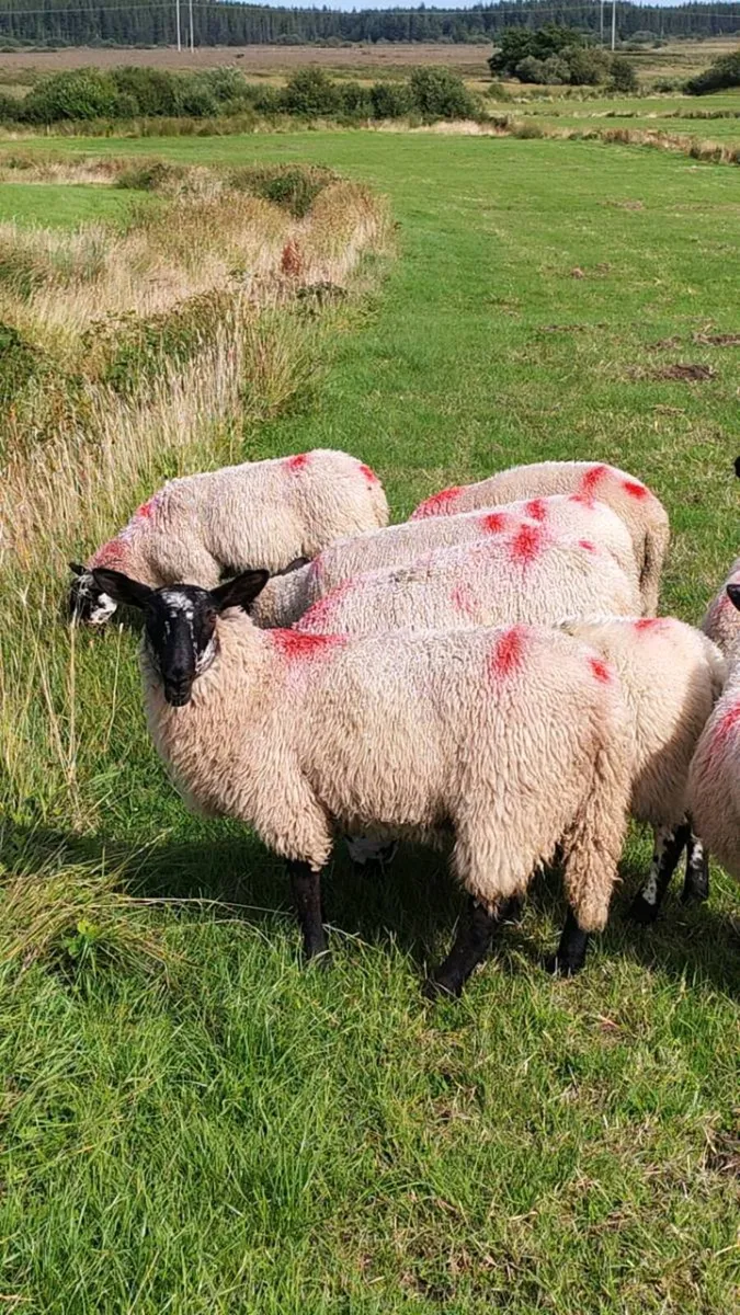Suffolk/mule lambs - Image 1