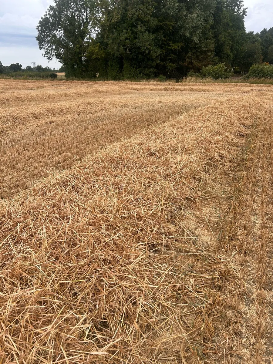 8x4x4 Large Squares Wheat/Barley Straw - Image 1