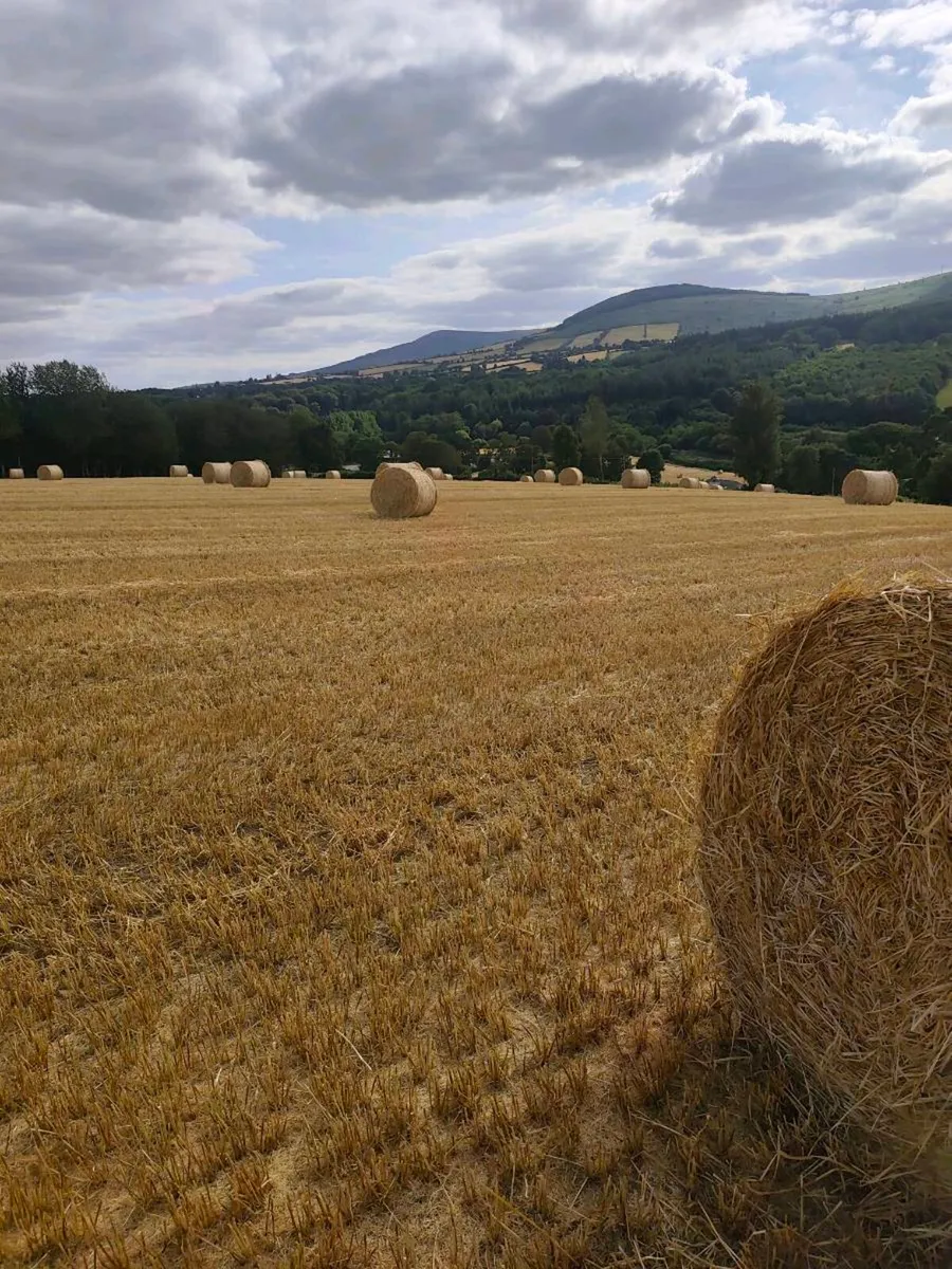 Barley straw - Image 2
