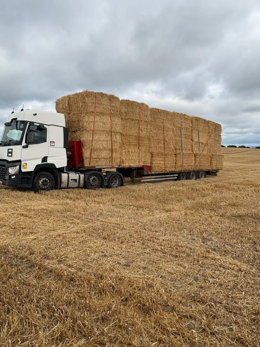 Irish Double chopped wheat straw in 8x4x3s - Image 1