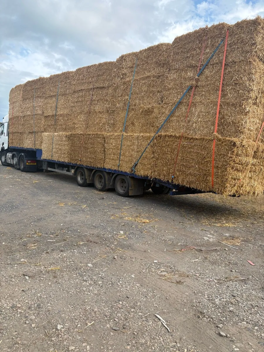 Irish Double chopped wheat straw in 8x4x3s - Image 2