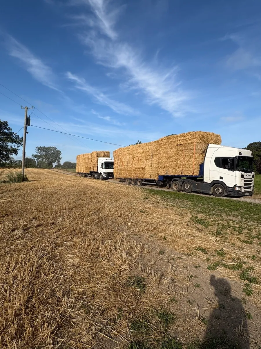 Irish Double chopped wheat straw in 8x4x3s - Image 3