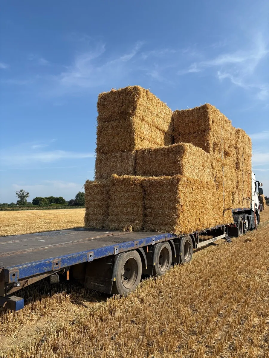 Irish Double chopped wheat straw in 8x4x3s - Image 4