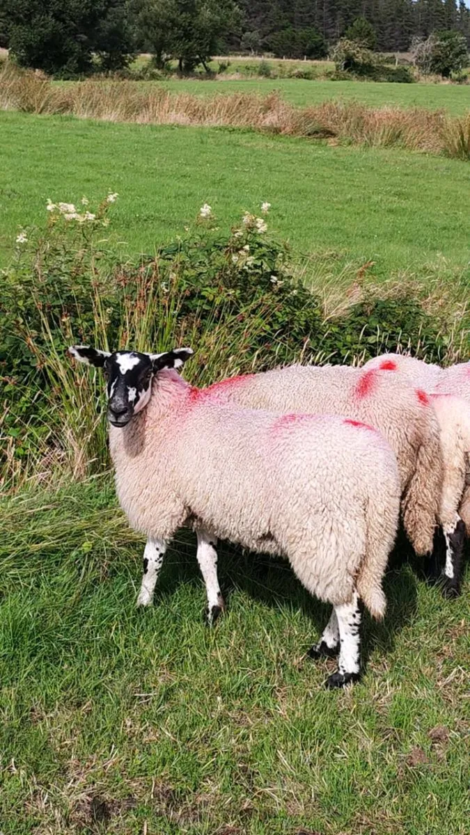 Suffolk/mule lambs - Image 2