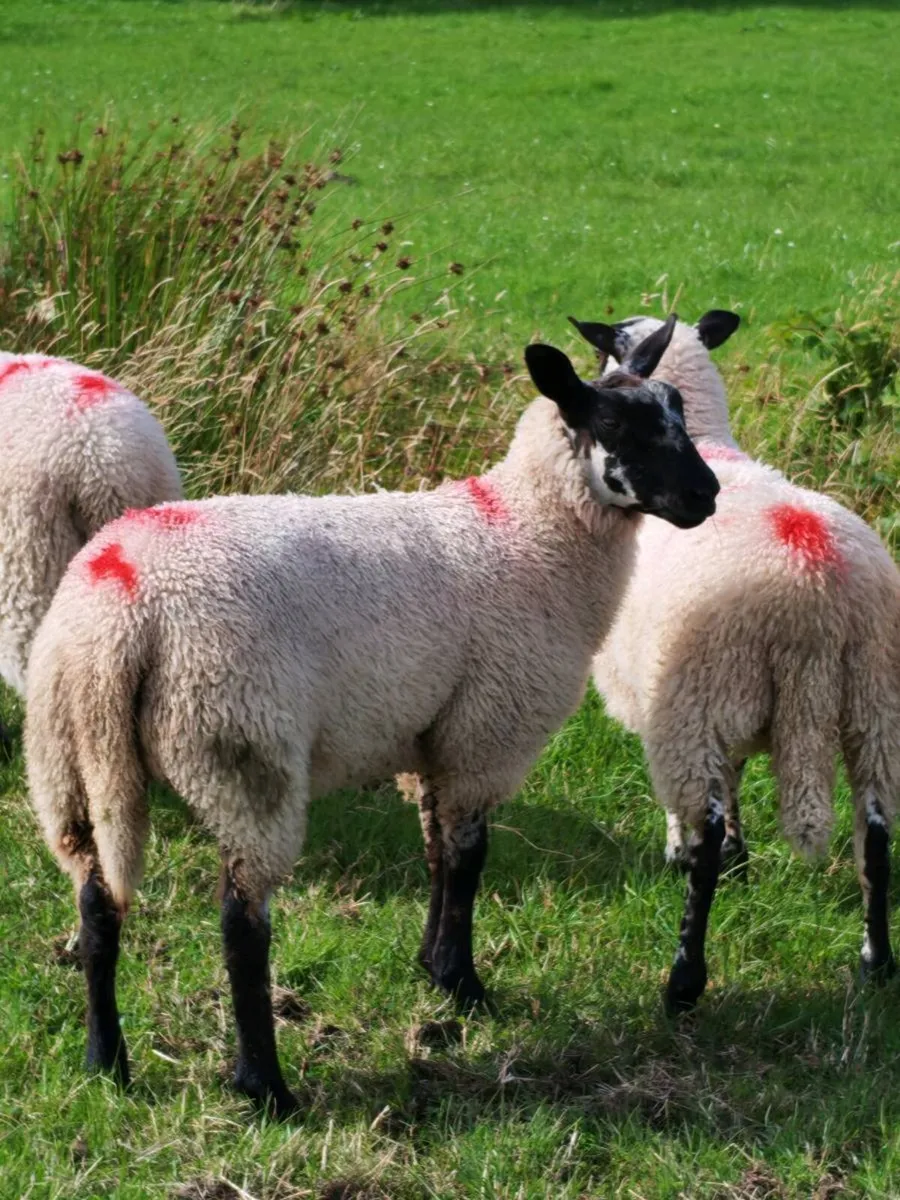 Suffolk/mule lambs - Image 3
