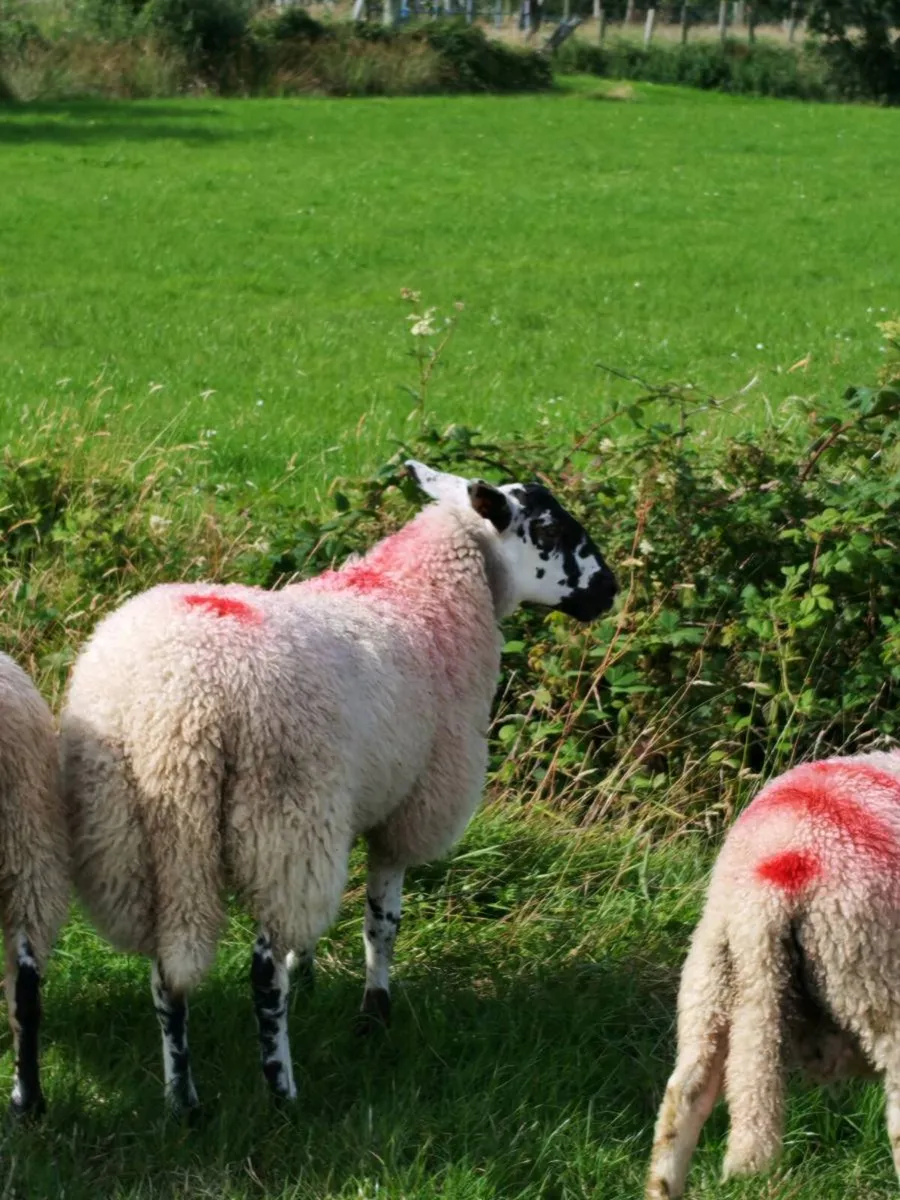Suffolk/mule lambs - Image 4