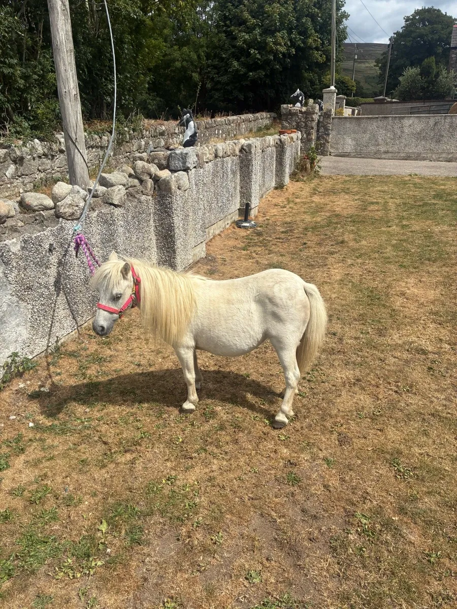 Horse - Image 1