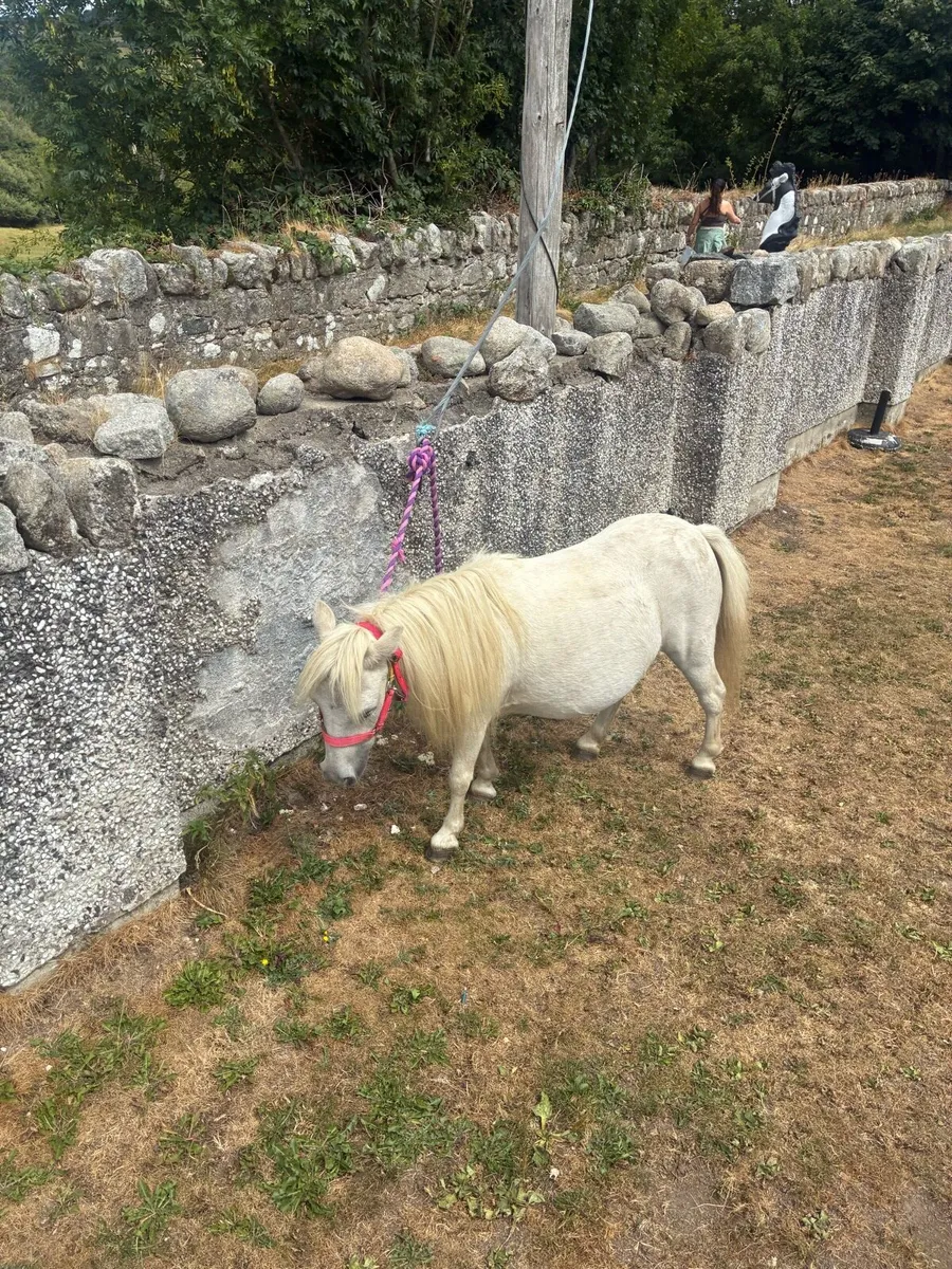 Horse - Image 2