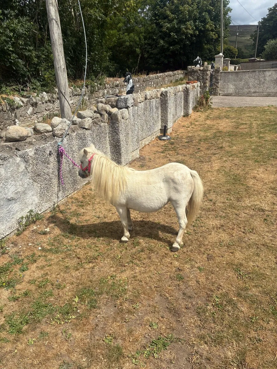 Horse - Image 4