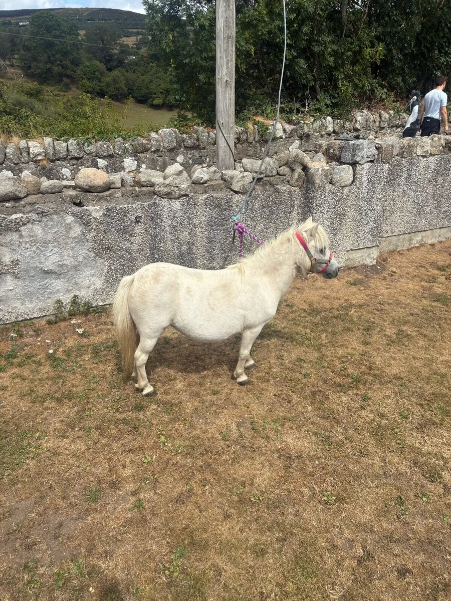Horse - Image 3