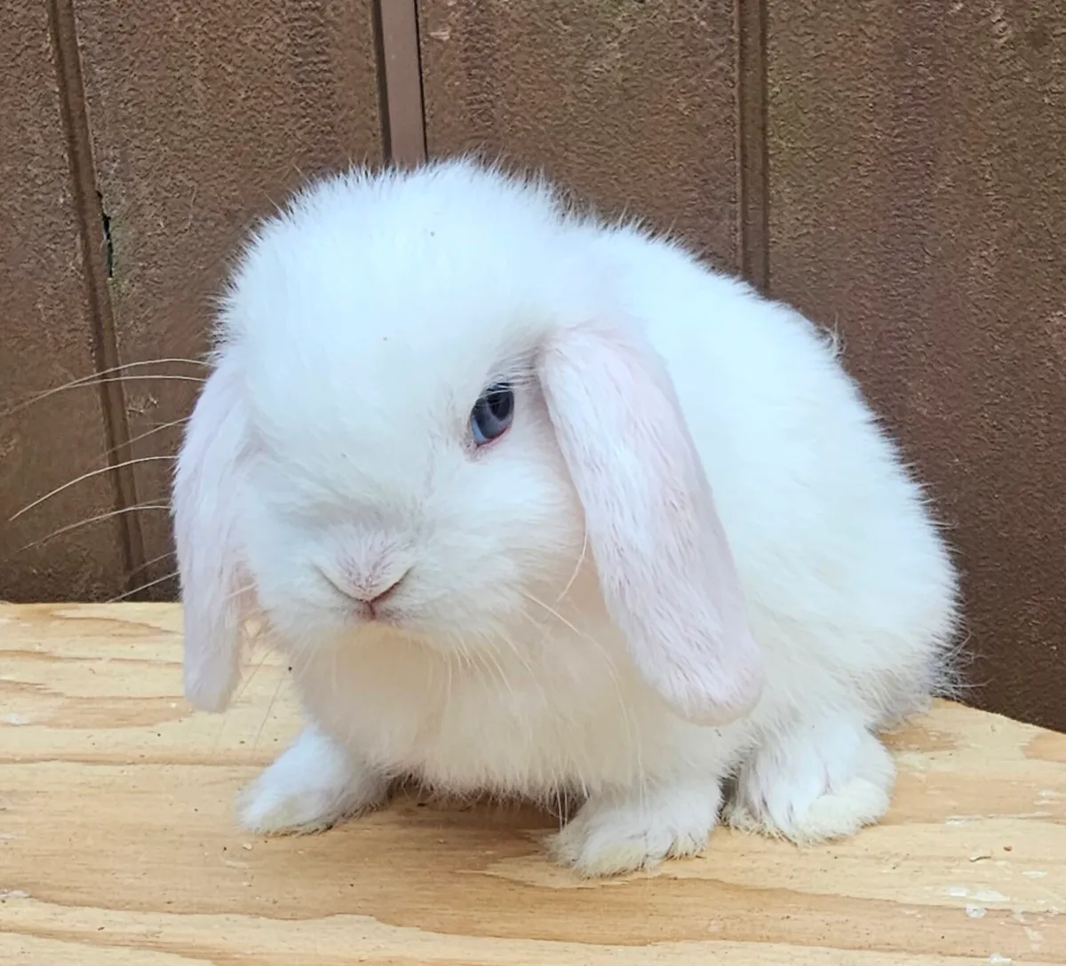 Mini lop babies - Image 1