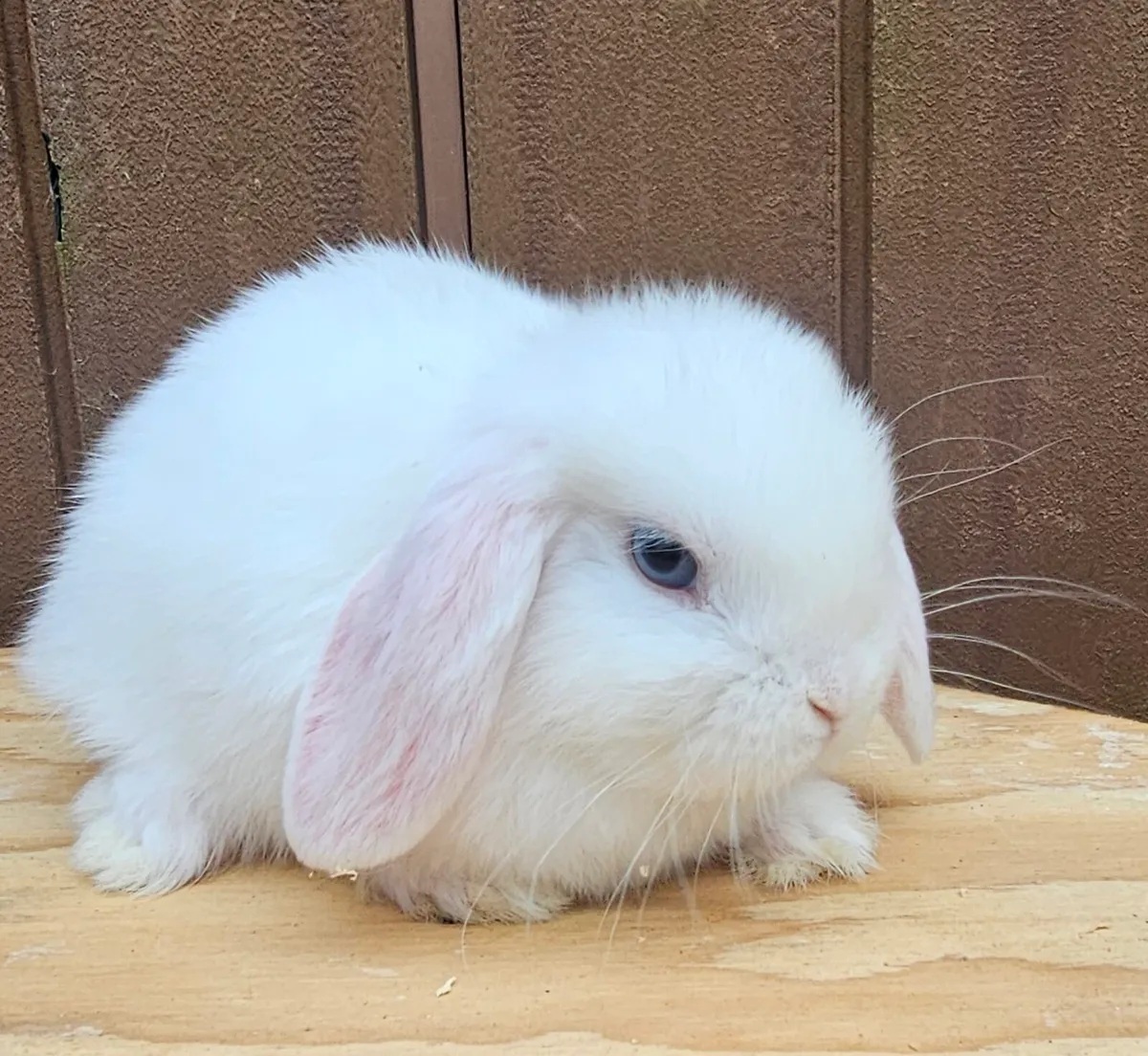 Mini lop babies - Image 3