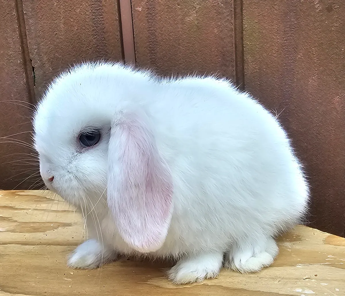 Mini lop babies - Image 2